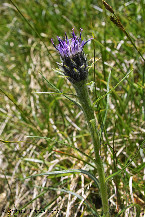 Saussurea pygmaea / Sassurea pigmea